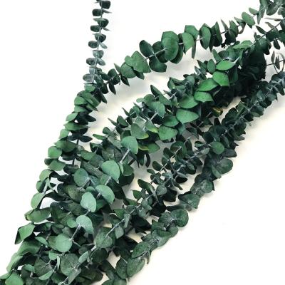 China Wholesale Flower Decoration Yunnan Flowers Real Touch Copper Coin Dry Natural Green Eucalyptus Preserved Silver Dollar Eucalyptus Leaves for sale