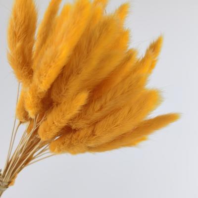 China Indoor decoration Amazon wholesale wedding decorative home bouquet natural dry flowers real dried orange bunny rabbit tail grass for sale