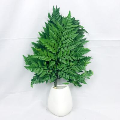 China Hot Selling Christmas Ins Real Natural Contact Preserved Arachniodes Davallia Mariesii Fern Leaves For Christmas for sale