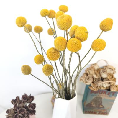 China Billy Buttons Wholesale Decorative Flowers fresh Billy Ball Buttons dry by Craspedia for flower arrangement for sale