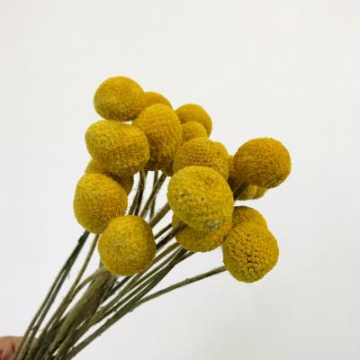 China Floral Arrangements Wedding Bouquet Decor Christmas Wreath DIY Preserved Ball Gold Flowers Dried Craspedia Billy Balls Dried Flowers Yellow for sale