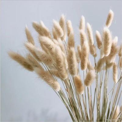 China Natural Touch HD004 Hot Selling DriedNatural Flowers 120cm Long Beige Brown Large Pampas Grass for Wedding Home Decoration for sale