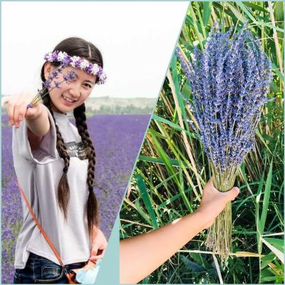 China Natural Touch HD009 Dried Lavender Bundles 100% Natural Dried Lavender Flowers for Home Decoration, Photo Props, Home Fragrance for sale