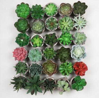 China QSLH V721 Realistic Artificial Plastic Echeveria Chihuahuaensis Plants For Home Decor for sale