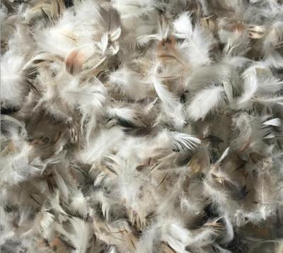 China Pure Natural Washed Gray Cushion Duck Feather 2-4cm Filling Material For Sofa Cushion for sale