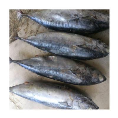 China CURRENT bonito de NATURE [frozen bonito tuna] WR 300-500g new high quality tuna for market for sale