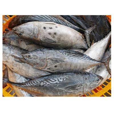 China FROZEN bonito powder bonito fish bonito fish flakes with prices for sale