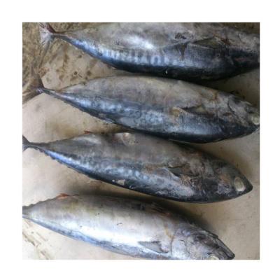 China Tuna For Sale Whole Round Bonito Frozen Bonito Fish Block for sale