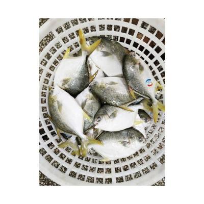 China Low fat good quality whole round seafood frozen golden pomfret golden /frozen pompano fish for sale