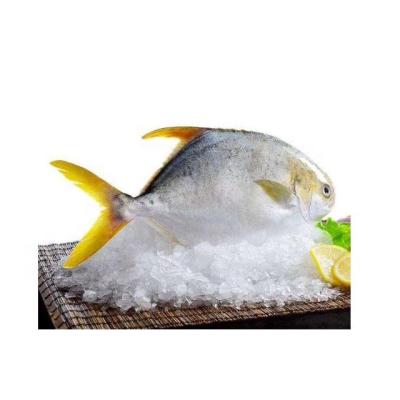 China New Season Top Quality FROZEN Pompanos 400-500/Frozen Golden Golden Pompano for sale