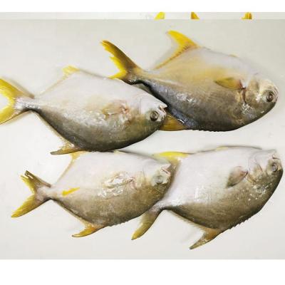 China Pompano Organic Fish New Arrival Whole Frozen Golden Pompano for sale