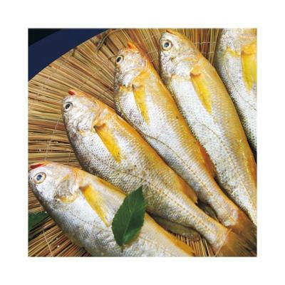 China FROZEN frozen seafood yellow doomsayer, doomsayer yellow fish price for sale