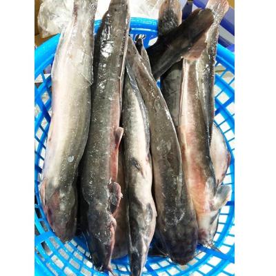 China Live Frozen Whole Catfish For Farm Raised High Nutritious Quality Smoked for sale