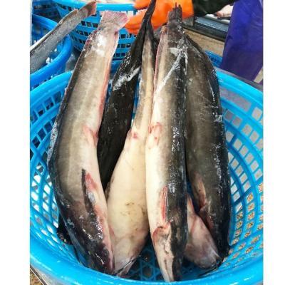 China China Organic Frozen Agricultural Catfish And Catfish Fillet For Sale for sale