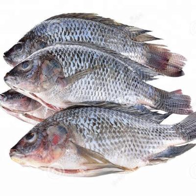 China FROZEN Tilapia GS 350-550 IWP Gutted Measured Whole Tilapia for sale