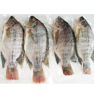 China Low Fat Frozen Whole Tilapia Gutted Measured Tilapia 550-750g US Standard for sale