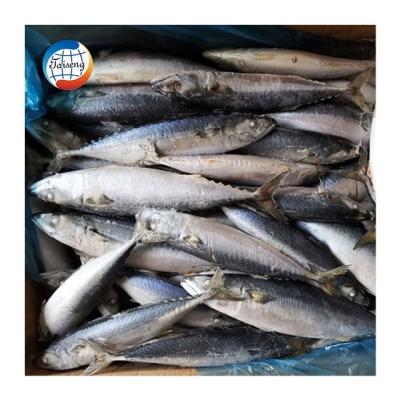 China Low-CARB Supply Top Quality Pacific Mackerel Frozen Mackerel Fish for sale