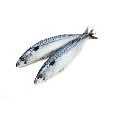 China Low-CARB Frozen Pacific Mackerel Fish and Frozen Pacific Mackerel Price 200-300g for sale