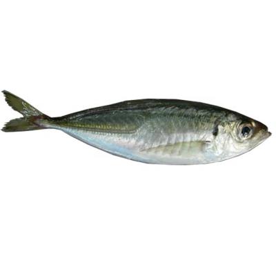 China Certified Nutritious Seafood Saurels Frozen Fish 20cm for sale