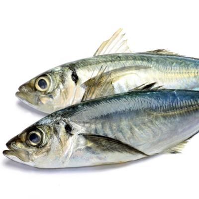 China FROZEN light hook saurels fish purchase frozen mackerel for sale