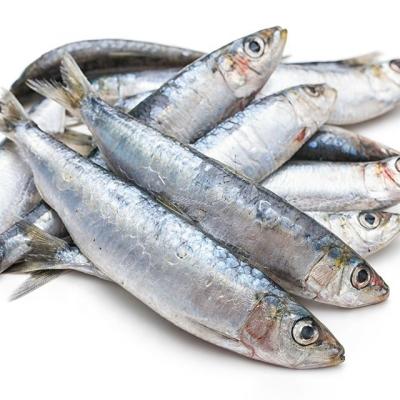 China Nutritious Frozen Pacific Sardine HGT Mackerel Mackerel Fish for sale