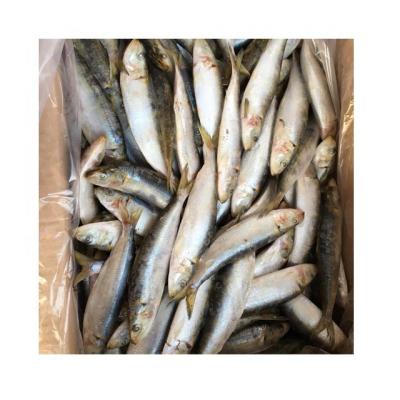 China Nutritious Mackerel OU Sardine, Mackerel And Sardine Supplier for sale