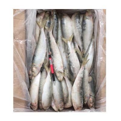 China FROZEN block form BQF style frozen sardine wholesale price for sale