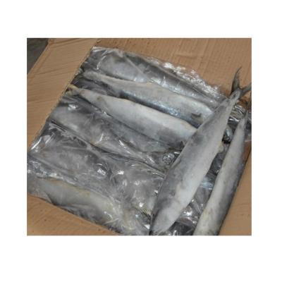 China Hot Selling JELLY IQF Spanish Mackerel Bulk King Mackerel for sale