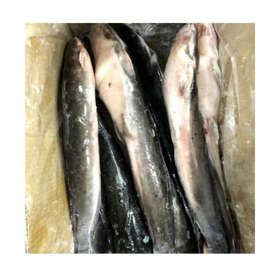 China FROZEN Frozen Catfish Fillet at America Market for sale