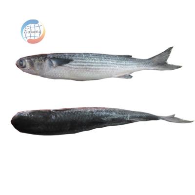 China Good Quality Low-CARB Fresh Frozen Gray Mullet for sale