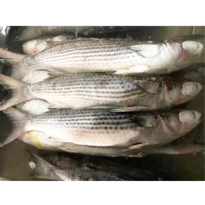 China NATURE China Direct Selling Gray Mullet Frozen Fish for sale