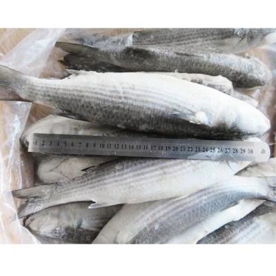 China FROZEN living sea caught gray frozen mullet for sale for sale