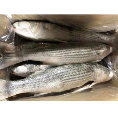 China New Season JELLY Gray Mullet Frozen Whole Fish For Sale for sale