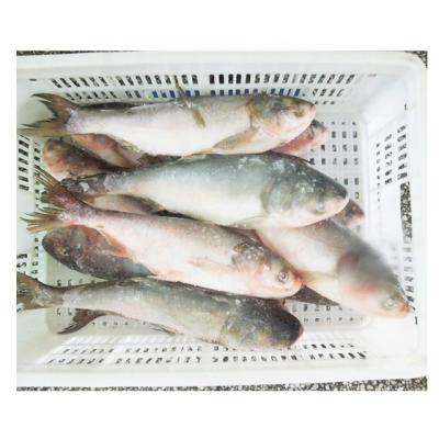 China FROZEN Frozen Asian Silver Carp Fish For Carp Fish Importers for sale