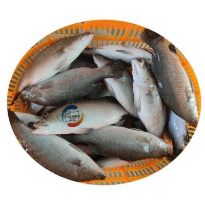 China High Quality Frozen Sea Bass Fish Frozen Seafood FROZEN Fish Supplier for sale