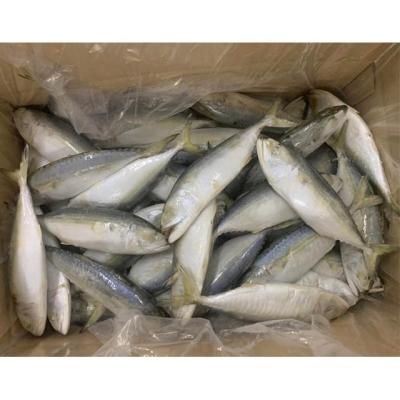 China IQF Low Fat High Quality Frozen Indian Mackerel Fish for sale