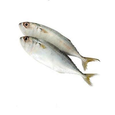 China China Supplier Low Fat Frozen Indian Mackerel Fish for sale