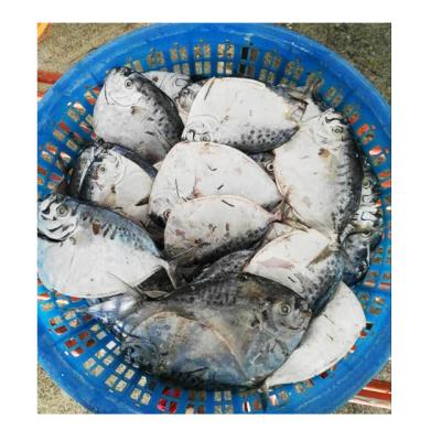 China Wholesale Frozen Moonfish FROZEN Seafood Chaveta for sale