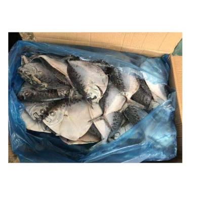 China FROZEN Whole Round Moonfish Whole Fish for sale