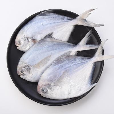 China Chinese nutritious frozen silver damselfish white fish for sale