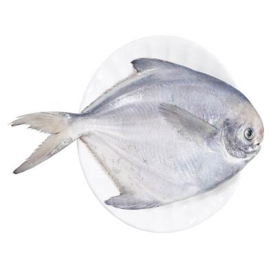 China Nutritious Fresh Frozen Silver White IQF Damselfish Fish for sale