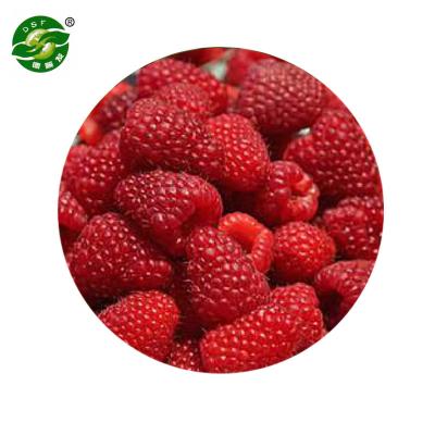 China IQF FROZEN Fresh Frozen Berries with Good Quality and Best Price for sale