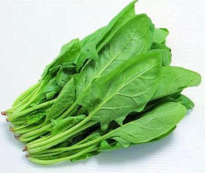 China China IQF FROZEN Vegetable Highest Serving Frozen Chopped Spinach for sale