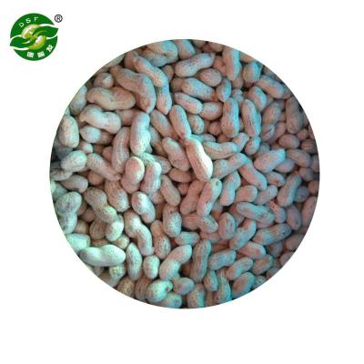 China Advanced Equipment Grade JELLY One IQF Frozen Nut Peanut for sale