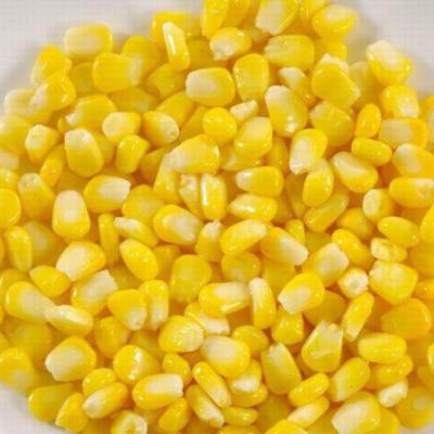 China Canned Professional Hot Selling Porcelain Canned Corn Kernels For Supply for sale