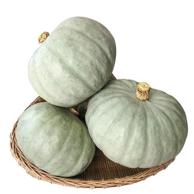 China Alibaba website IQF FROZEN frozen vegetable pumpkin cut out for sale