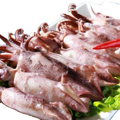 China Canned Squid by Canned Fish in Brine 425g for sale