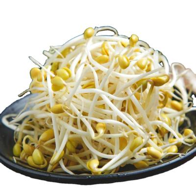 China Canned Soybean Sprout 370ml In Brine In Glass Jar OEM Chinese Canned Vegetable for sale