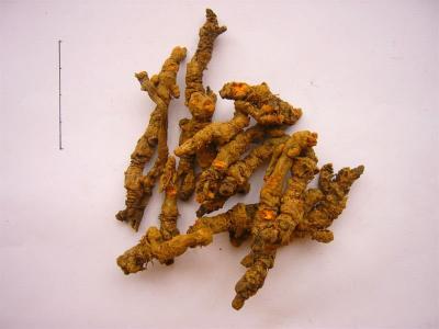 China Coptis Root,Chinese Goldthread ,Rhizoma Coptidis,Coptis chinensis Franch for sale