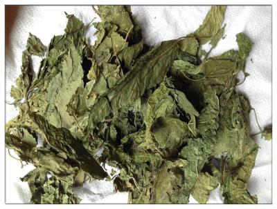 China Mulberry Leaf ;Folium Mori for sale